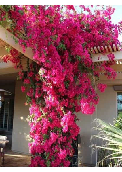 Videolu Pembe Begonvil Çiçeği (30 60 cm)1 Adet Tüplü Çiçekli İç/ Dış Mekan Bitkisi Bougainvillea