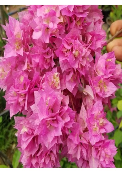 Videolu Pembe Begonvil Çiçeği (30 60 cm)1 Adet Tüplü Çiçekli İç/ Dış Mekan Bitkisi Bougainvillea