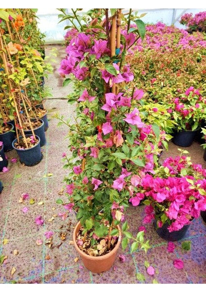Videolu Pembe Begonvil Çiçeği (30 60 cm)1 Adet Tüplü Çiçekli İç/ Dış Mekan Bitkisi Bougainvillea