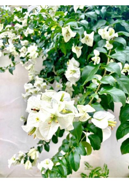 Videolu Beyaz Renkli Begonvil Çiçeği (40 60 cm)1 Adet Tüplü İç/dış Mekan Bitkisi Bougainvillea