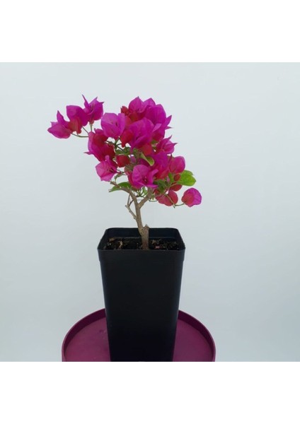 Saksıda Koyu Pembe Begonvil Fidanı Bougainvillea