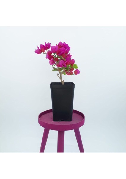 Saksıda Koyu Pembe Begonvil Fidanı Bougainvillea