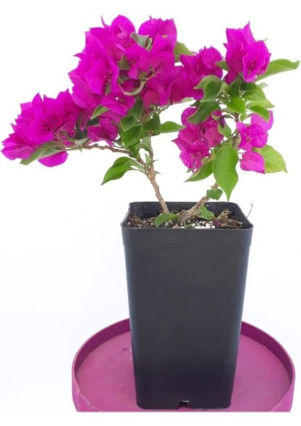 Saksıda Koyu Pembe Begonvil Fidanı Bougainvillea