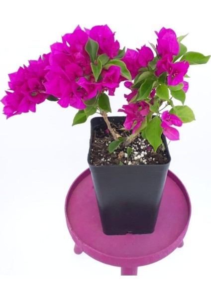 Saksıda Koyu Pembe Begonvil Fidanı Bougainvillea