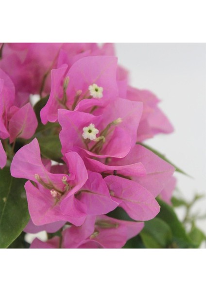 Begonvil Fidanı Pembe 25 cm Çiçekli Bougainvillea modelleri