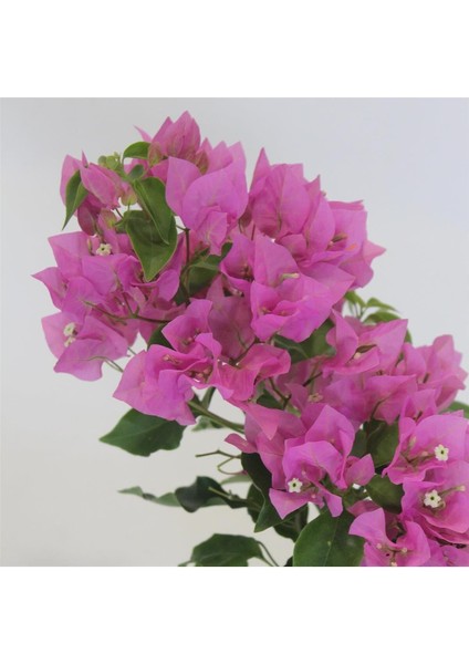 Begonvil Fidanı Pembe 25 cm Çiçekli Bougainvillea fırsatları