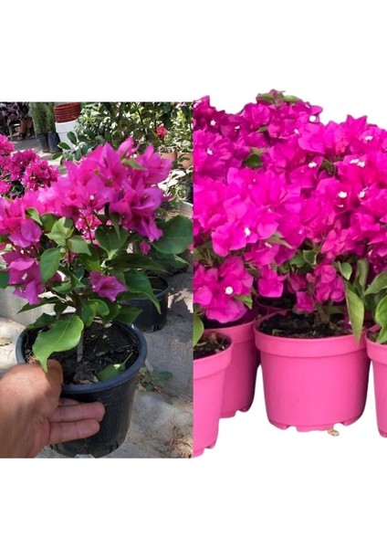 Pembe Begonvil Bougainvillea