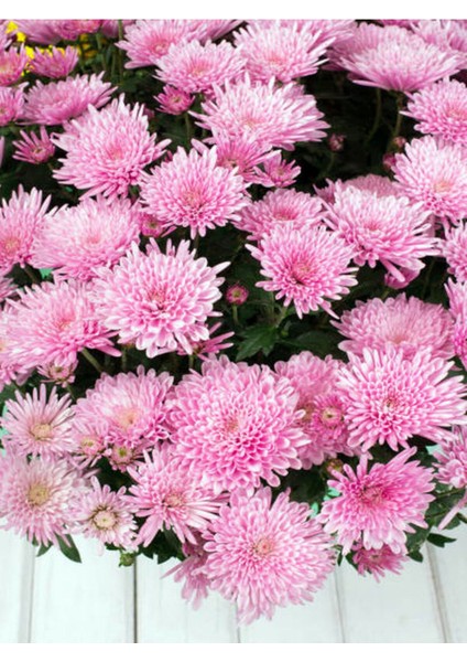 Videolu Kasımpatı Kırmızı-Pembe 2 Adet Saksıda 10-25 cm İç Mekan Bitkisi Krizantem(Chrysanthemum) indirimleri