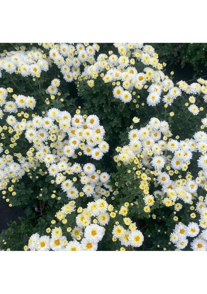 Videolu Beyaz Renk Kasımpatı 1 Adet 10-25 cm Saksılı Salon Çiçeği (Chrysanthemum) modelleri