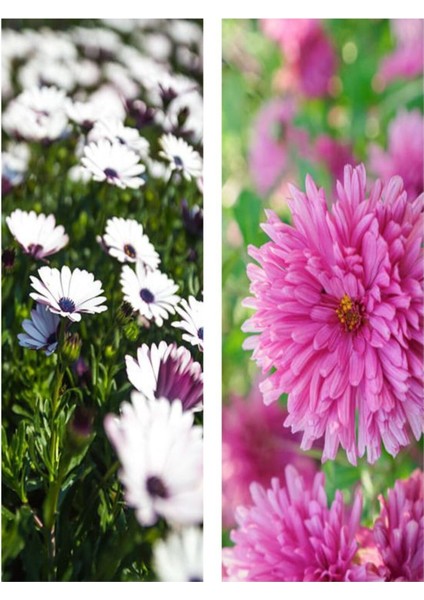 Videolu 2 Adet Pembe/beyaz Kasımpatı Çiçeği Fidanı 20-30 cm Saksılı Çiçekli Bodur (Chrysanthemum)