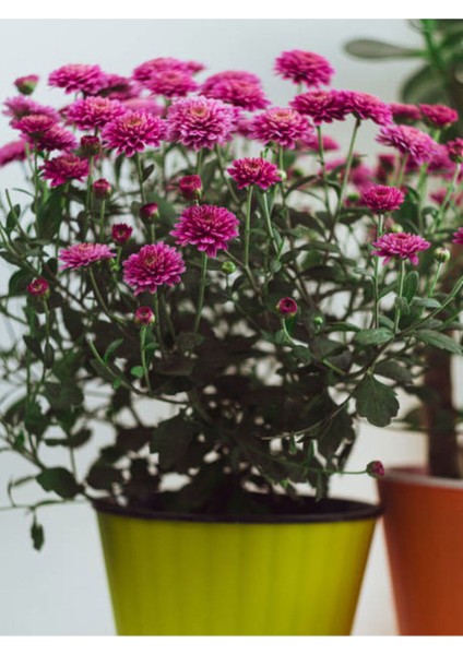 Videolu 2 Adet Pembe/beyaz Kasımpatı Çiçeği Fidanı 20-30 cm Saksılı Çiçekli Bodur (Chrysanthemum) fiyatları