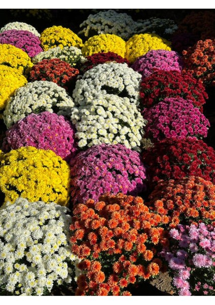 Videolu 2 Adet Pembe/beyaz Kasımpatı Çiçeği Fidanı 20-30 cm Saksılı Çiçekli Bodur (Chrysanthemum) modelleri