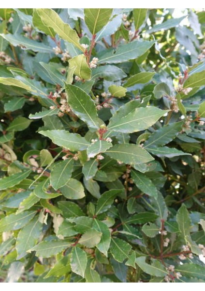Videolu Defne Fidanı Bitkisi 1 Adet Tüplü 40-60 cm Dış Mekan Bitkisi (Laurus Nobilis)