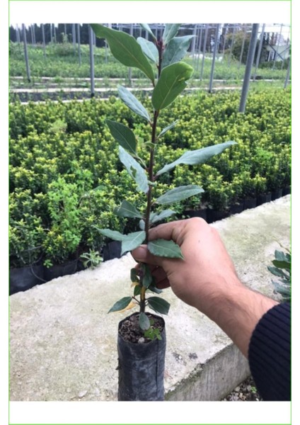 Videolu Defne Fidanı Bitkisi 1 Adet Tüplü 40-60 cm Dış Mekan Bitkisi (Laurus Nobilis)