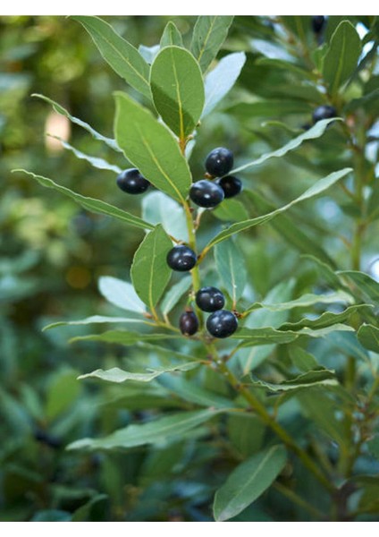 Videolu Defne Fidanı Bitkisi 1 Adet Tüplü 40-60 cm Dış Mekan Bitkisi (Laurus Nobilis)