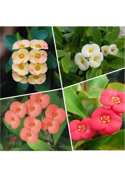 Videolu Milli Dikenler Tacı Alacalı-Beyaz-Turuncu-Kırmızı 4 Adet Saksılı 10 - 20 cm (Euphorbia)