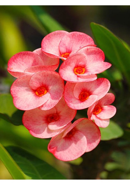 Videolu Milli Dikenler Tacı Alacalı-Beyaz-Turuncu-Kırmızı 4 Adet Saksılı 10 - 20 cm (Euphorbia) modelleri