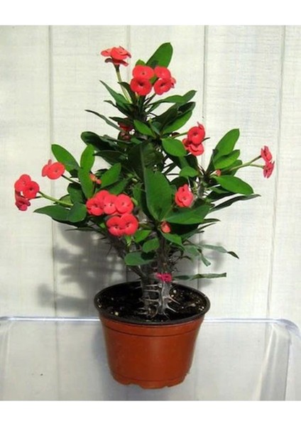Videolu Kırmızı 1 Adet Milli Dikenler Tacı Çiçeği 15-30 cm Saksılı (Euphorbia)