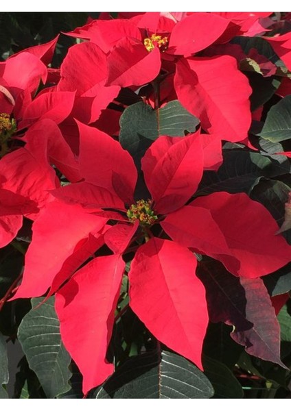 Videolu Atatürk Çiçeği Özel Gün Hediyesi 1 Adet Saksılı 40-70 cm İç Mekan Bitkisi (Poinsettia) modelleri