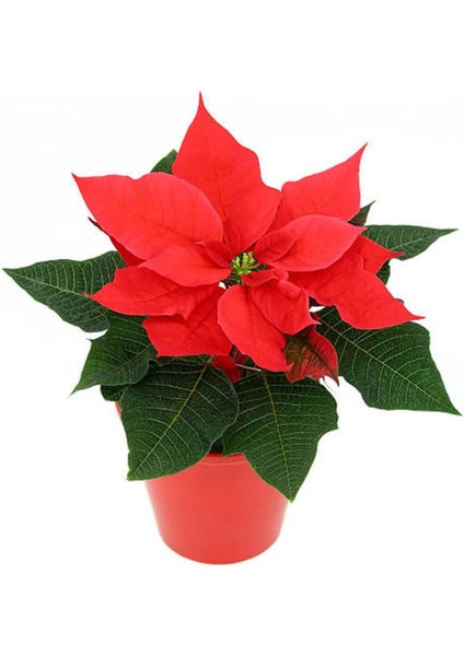 Videolu Atatürk Çiçeği Özel Gün Hediyesi 1 Adet Saksılı 40-70 cm İç Mekan Bitkisi (Poinsettia) fırsatları