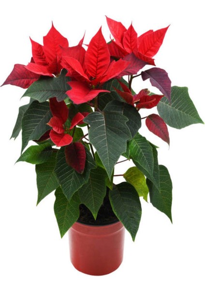 Videolu Atatürk Çiçeği Hediyelik Salon Bitkisi 1 Adet Saksılı 35-70 cm (Poinsettia) fiyatları