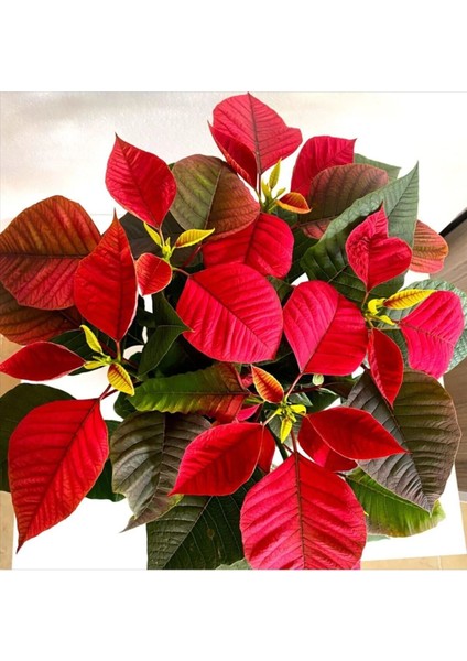 Videolu Atatürk Çiçeği Hediyelik Salon Bitkisi 1 Adet Saksılı 35-70 cm (Poinsettia) modelleri