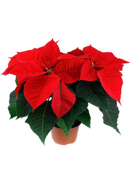 Videolu Atatürk Çiçeği Sevgililer Günü Hediyesi 1 Adet Saksılı 35-70 cm Canlı Çiçek (Poinsettia)