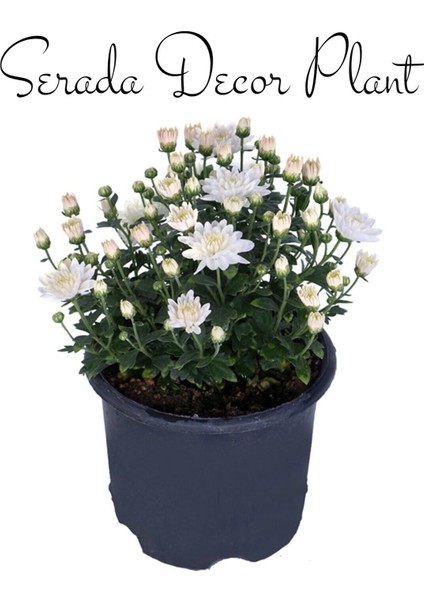 Videolu Kasımpatı Kırmızı-Beyaz Çiçekli Bitki 2 Adet Saksılı 15-25 cm Teras Bitkisi (Chrysanthemum) indirimleri