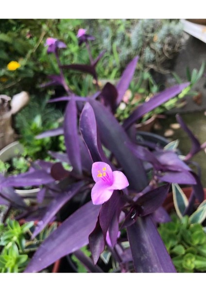 Videolu Mor Renkli 1 Adet Telgraf Çiçeği 15-25 cm Saksılı (Black Love Flower) fiyatları