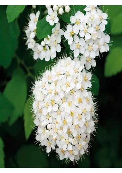 Videolu Keçi Sakalı Ağacı Fidanı 30-90 cm Saksılı Çiçekli Bodur Bitkiler (Spirea)