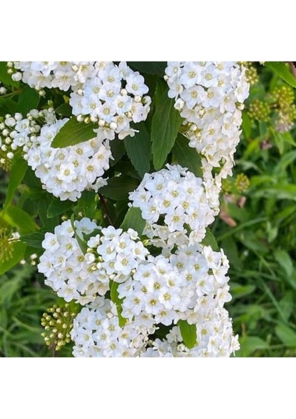 Videolu Keçi Sakalı Ağacı Fidanı 30-90 cm Saksılı Çiçekli Bodur Bitkiler (Spirea)