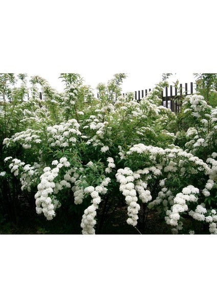 Videolu Keçi Sakalı Ağacı Fidanı 30-90 cm Saksılı Çiçekli Bodur Bitkiler (Spirea)