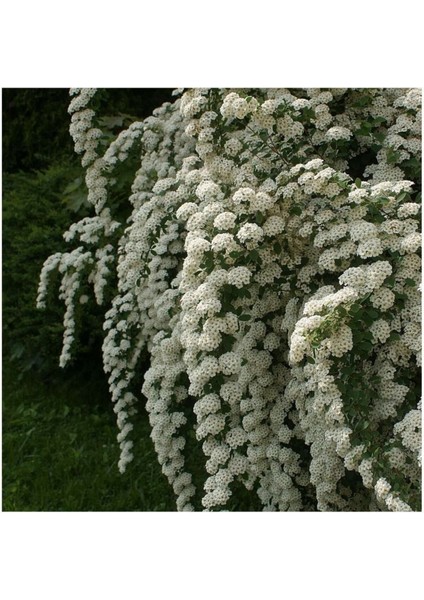 Videolu Keçi Sakalı Ağacı Fidanı 30-90 cm Saksılı Çiçekli Bodur Bitkiler (Spirea)
