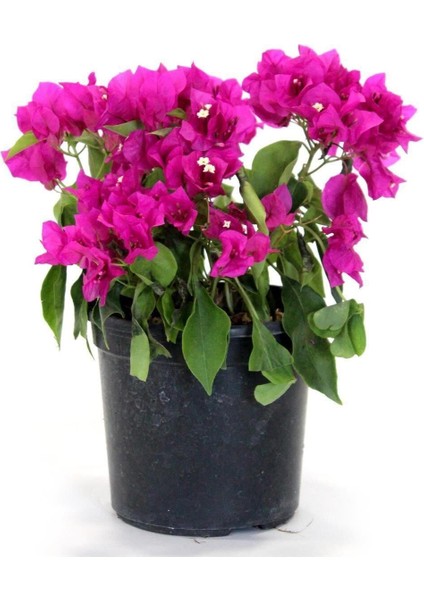 Begonvil Fidanı Mor 25 cm Çiçek Bougainvillea