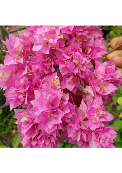 Begonvil Gelin Duvağı Fidanı, Saksıda Bougainvillea