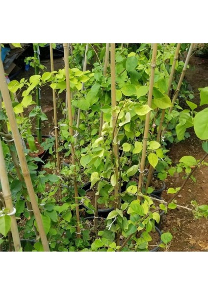 Begonvil Gelin Duvağı Fidanı, Saksıda Bougainvillea
