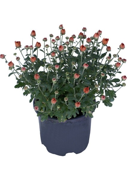 Videolu Turuncu Renk Kasımpatı Çiçeği 1 Adet Saksılı 15-25 cm Krizentem (Chrysanthemum) modelleri