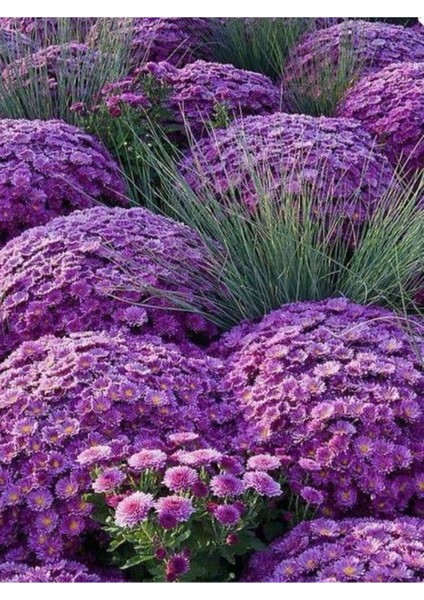 Videolu Mor Renk Kasımpatı Çiçeği 1 Adet Saksılı 10-25 cm Teras Bitkisi (Chrysanthemum) modelleri