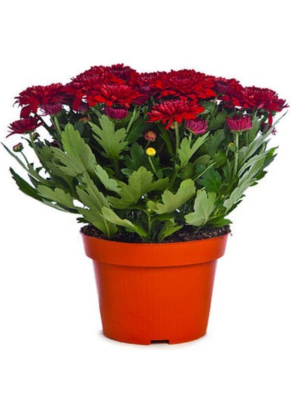 Videolu Karışık Renk Kasımpatı Teras Çiçeği 1 Adet Saksılı 10-20 cm (Chrysanthemum) fiyatları