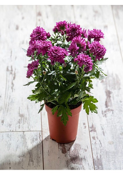 Videolu Karışık Renk Kasımpatı Teras Çiçeği 1 Adet Saksılı 10-20 cm (Chrysanthemum) fırsatları