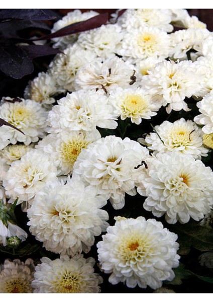 Videolu Rengarenk Kasımpatı Beyaz ve Kırmızı 2 Adet Saksılı 10-20 cm Krizantem(Chrysanthemum) indirimleri