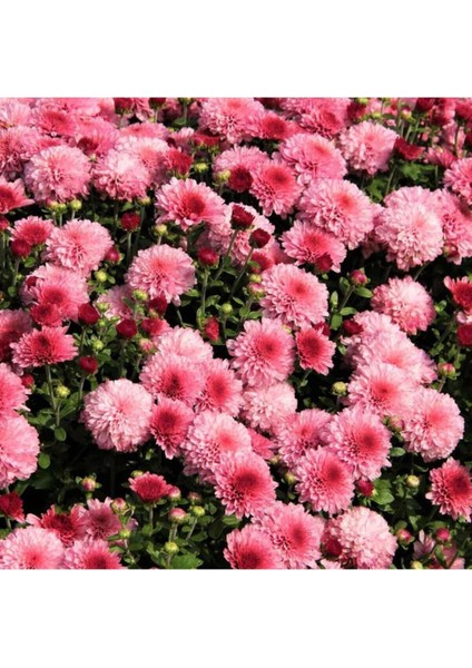 Kasımpatı Saksı’da (Chrysanthemum) Pembe Renk modelleri