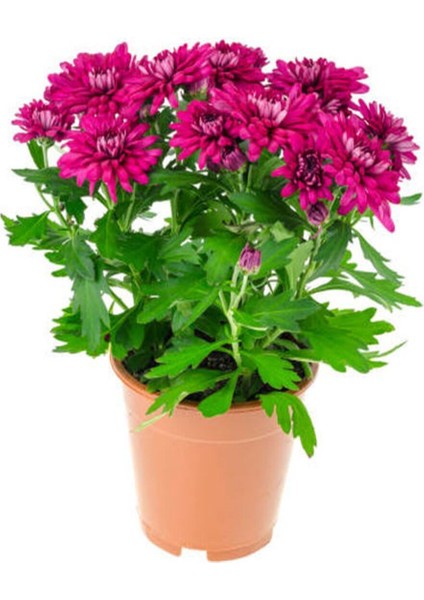 Videolu Mor Bodur Kasımpatı Çiçeği Fidanı 1 Adet Saksılı 10-25 cm Balkon Bitksi (Chrysanthemum)