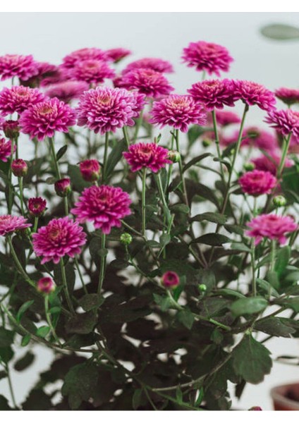 Videolu Mor Bodur Kasımpatı Çiçeği Fidanı 1 Adet Saksılı 10-25 cm Balkon Bitksi (Chrysanthemum) fiyatları