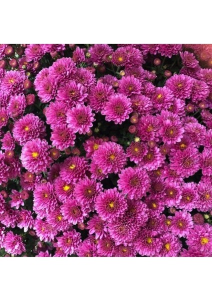Videolu Mor Bodur Kasımpatı Çiçeği Fidanı 1 Adet Saksılı 10-25 cm Balkon Bitksi (Chrysanthemum) fırsatları