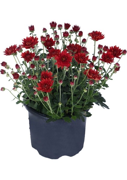 Videolu Kırmızı Renk Kasımpatı 1 Adet Saksılı 10-25 cm İç / Dış Mekan Bitkisi (Chrysanthemum) fiyatları
