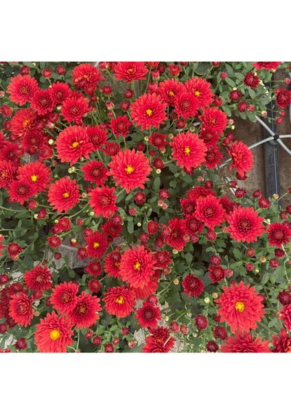 Videolu Kırmızı Renk Kasımpatı 1 Adet Saksılı 10-25 cm İç / Dış Mekan Bitkisi (Chrysanthemum) modelleri