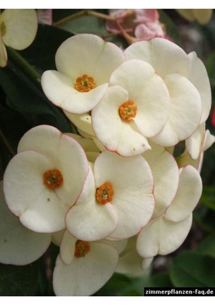 Videolu Milli Dikenler Tacı 4 Adet Sarı Kırımızı Pembe Beyaz 10-20 cm Saksılı( Euphorbia) fırsatları
