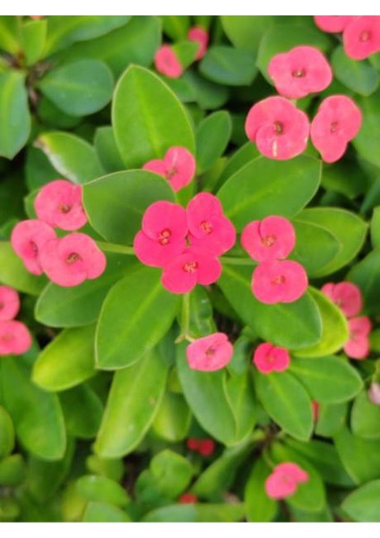 Videolu Milli Dikenler Tacı Sarı-Beyaz-Pembe-Kırmızı 4 Adet Saksılı 10 - 20 cm Salon Bitkisi(Euphorbia) fiyatları