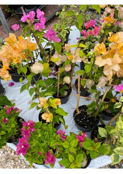 Videolu Sarı Begonvil (90 100 cm)1 Adet Saksılı Çiçekli İç/ Dış Mekan Bitkisi Bougainvillea